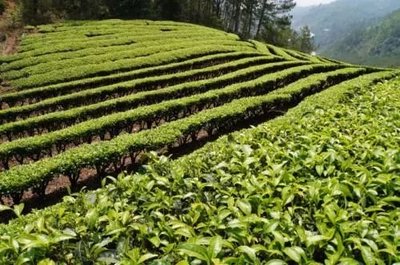 那么美的普洱茶山，千萬別讓開發熱潮給毀了